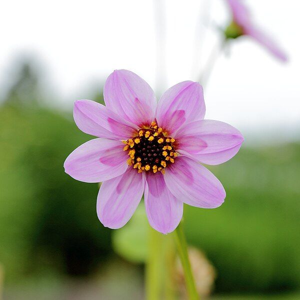 File:Dahlia merckii-IMG 4644.jpg