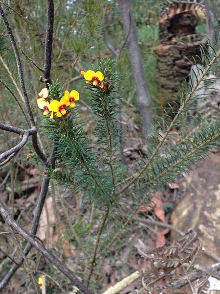 File:Dillwynia acicularis habit.jpg