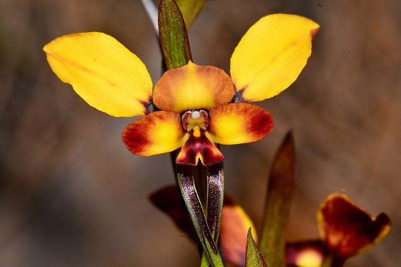 File:Diuris porrifolia.jpg