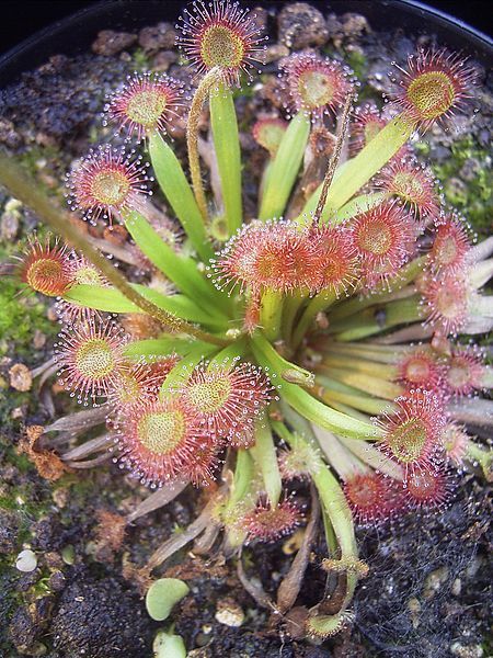 File:Drosera kenneallyi habitus.jpg