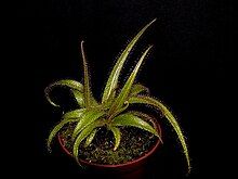 A single cultivated plant in a round red pot against a black background. Green leaves, covered in red tentacles along the entire surface of the leaves, emerge from a common point just above the moss-covered soil. Leaves taper to a point and are arranged in a whorl around the center of the plant.