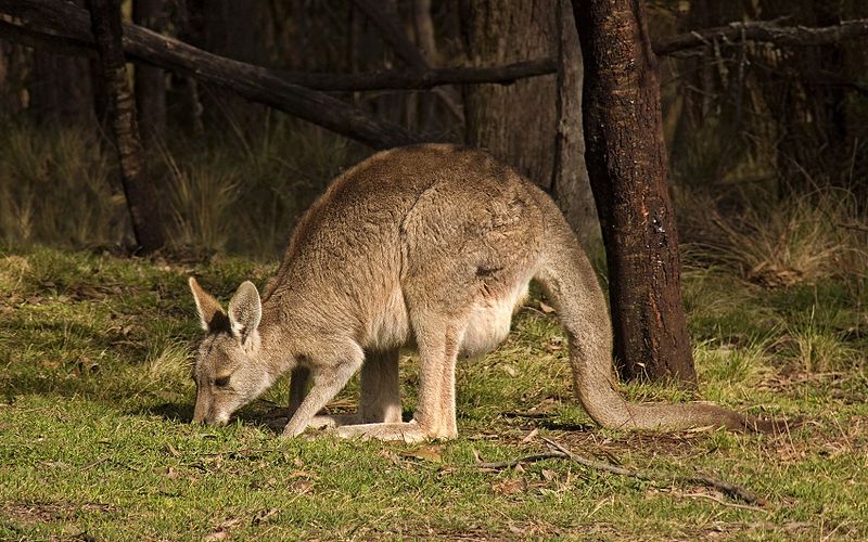 File:Eastern Grey Kangaroo444.jpg