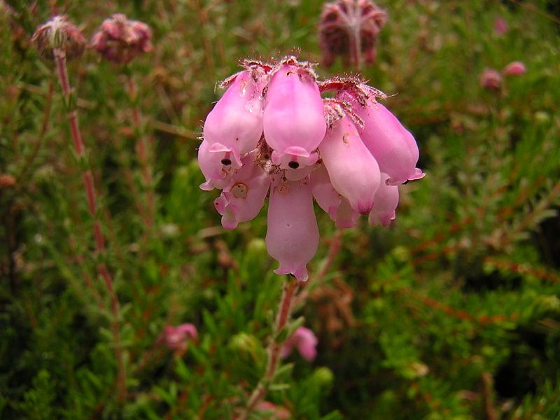 File:Erica tetralix 2.jpg