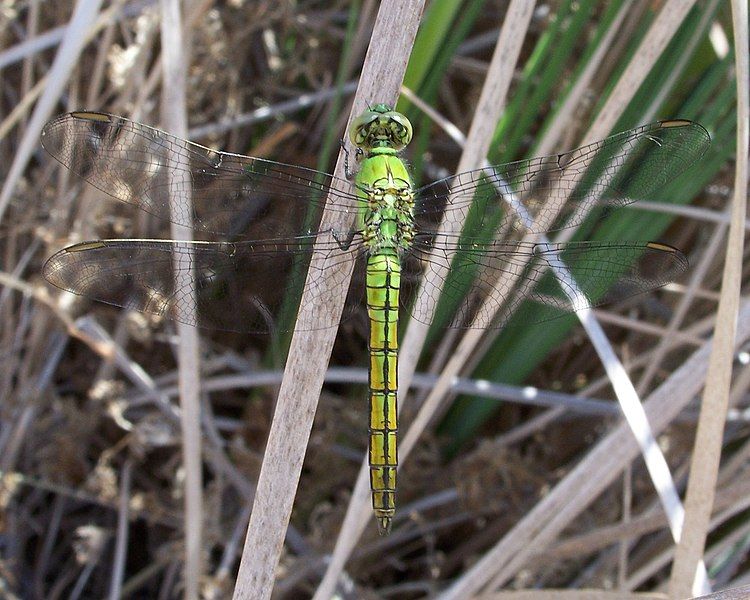 File:Erythemis collocata-Male-1.jpg