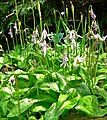 Erythronium revolutum