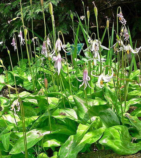 File:Erythronium revolutum 3.jpg