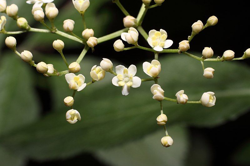 File:Flowers Black Elder.jpg