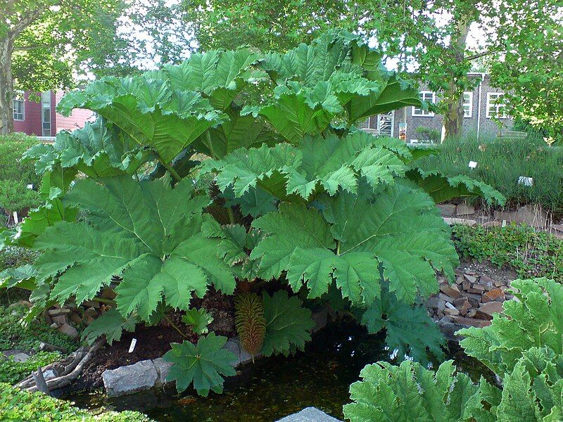 File:Gunnera manicata (Mammut-Blatt)-1.JPG