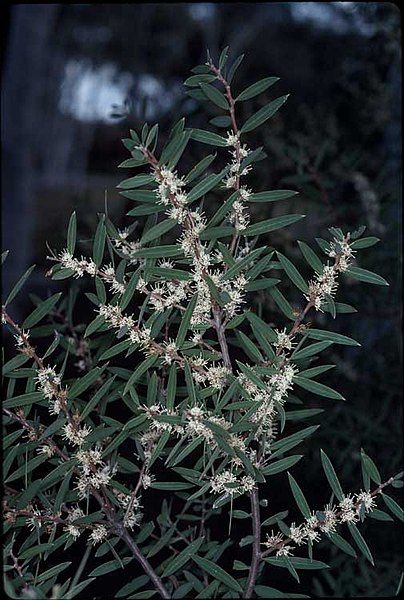 File:Hakea marginata.jpg