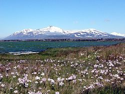 A view of Hjalteyri