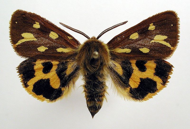 File:Hyphoraia aulica.jpg