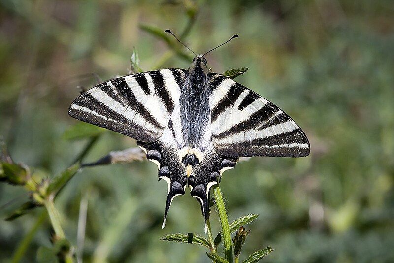 File:Iphiclides feisthamelii female.jpg