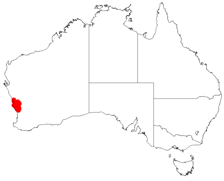 File:Isopogon adenanthoidesDistMap1.png