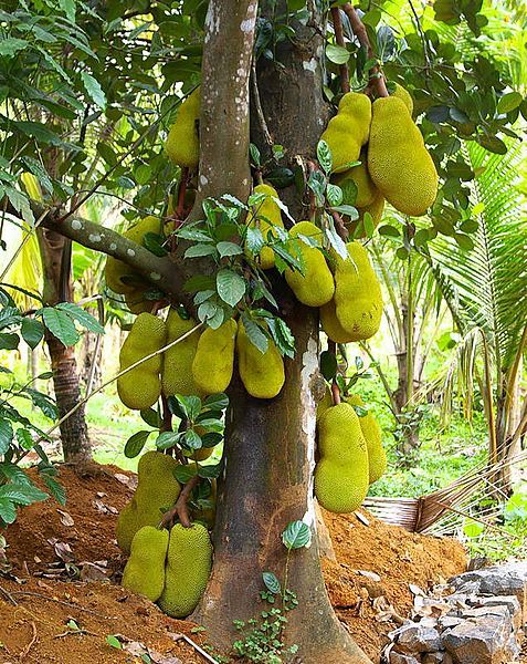 File:Jackfruits.jpg