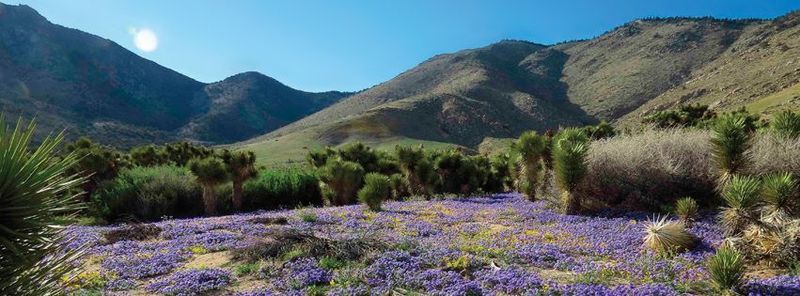 File:Klavah Wilderness wildflowers.JPG