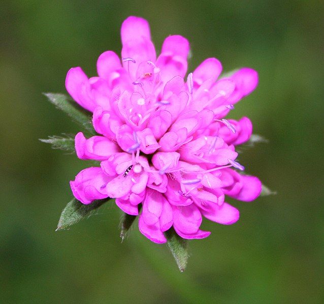 File:Knautia drymeia ENBLA02.jpg