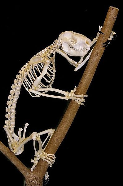 File:Koala skeleton1.jpg