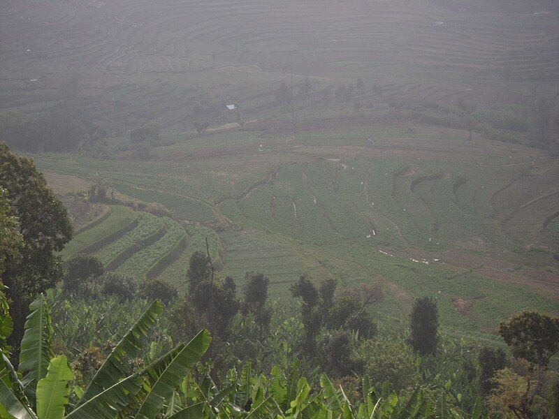 File:Kumbur terrace farming.JPG