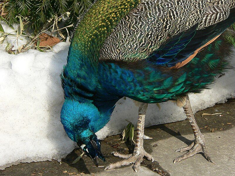 File:MP-Pavo cristatus 18.jpg