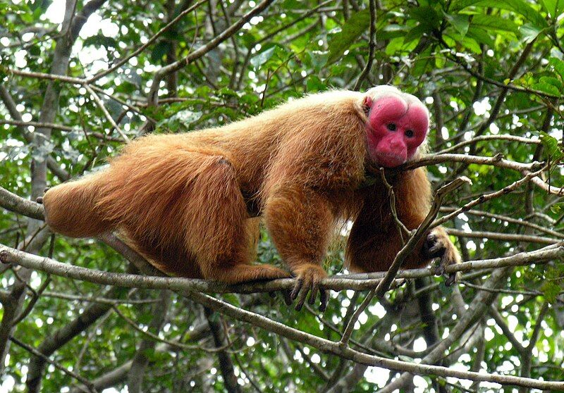 File:Male uakari.jpg