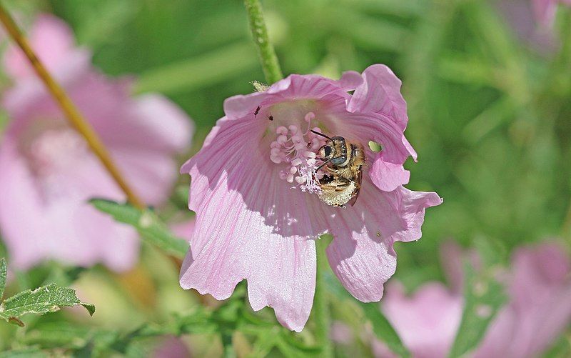 File:Mallow Longhorn.jpg