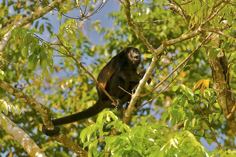 File:Mantled Howler AdF.jpg