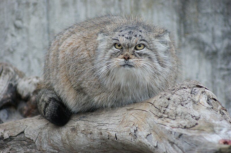 File:Manul close.jpg