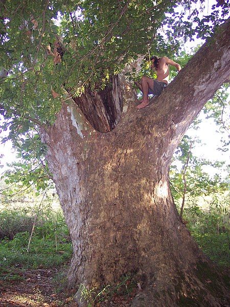 File:Massive Sycamore.JPG