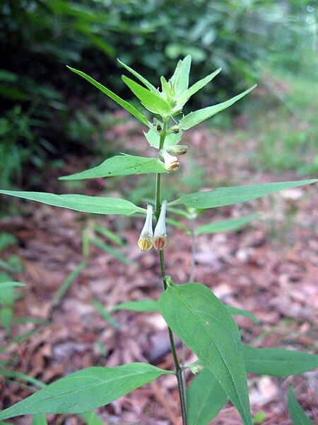 File:Melampyrum lineare.jpg