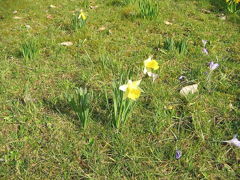 File:Narcissus pseudonarcissus pseudonarcissus.jpg