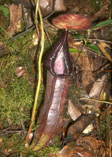 File:Nepenthes singalana2.jpg