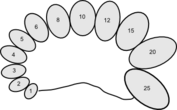 Schematic of Prader orchidometer