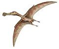 Ornithocheirus, South America