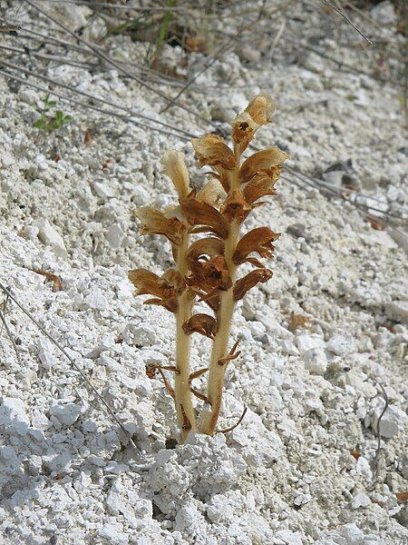 File:Orobanche sp 001.jpg