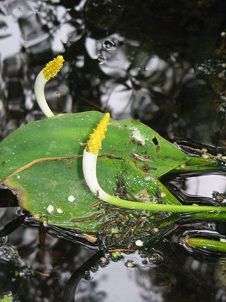 File:Orontium aquaticum detail.jpg