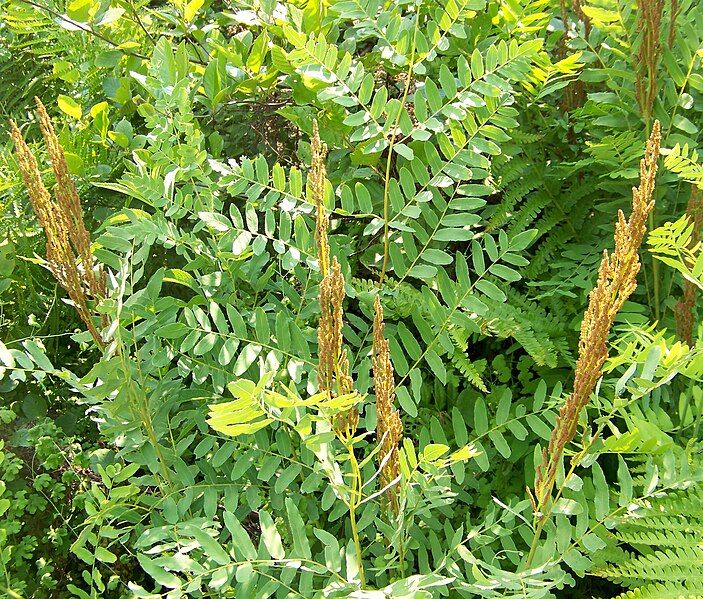 File:Osmunda spectabilis Kentucky.jpg