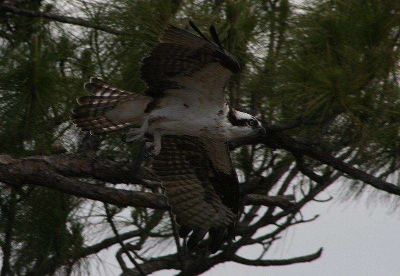 File:Osprey takeoff.jpg