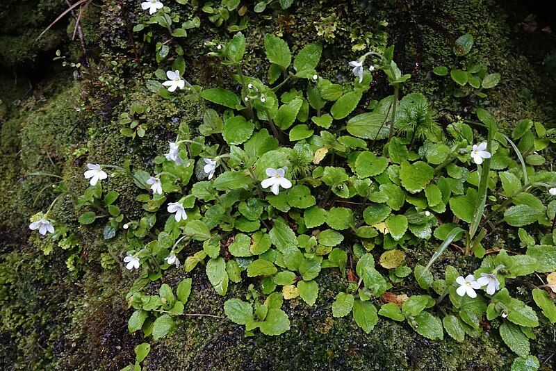 File:Ourisia crosbyi.jpg