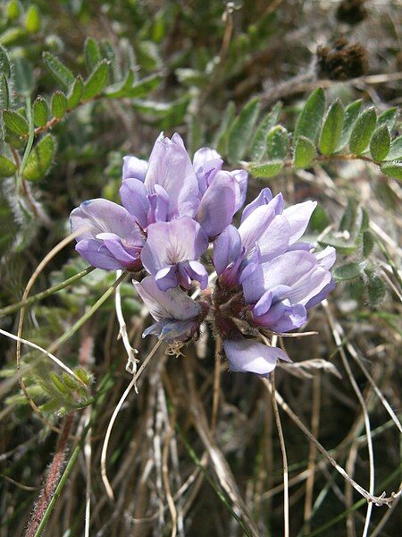 File:Oxytropis helvetica 002.jpg