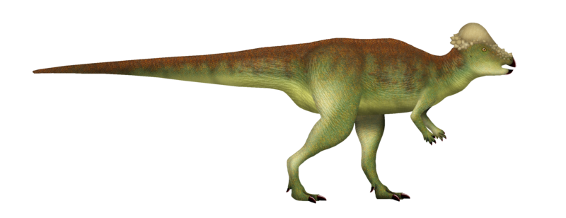 File:Pachycephalosaurus UDL.png