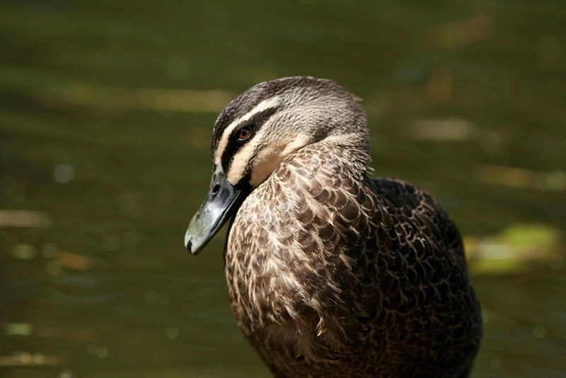 File:Pacific Black Duck.jpg