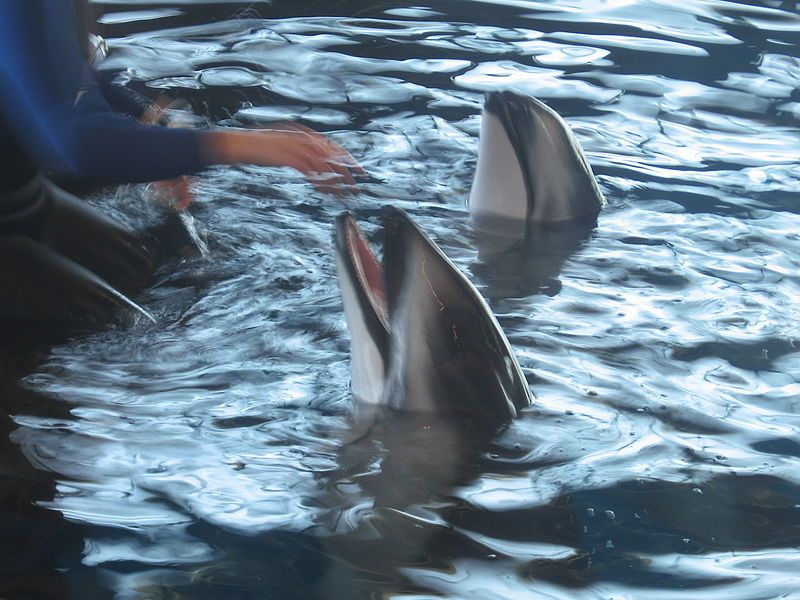 File:Pacificwhitesideddolphins.JPG