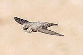 Pale crag martin