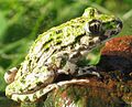 Common Parsley Frog (Pelodytes punctatus)