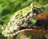 Image of P. punctatus perched in a damp environment