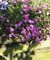 Phlox douglasii 'MacDaniel's Cushion'