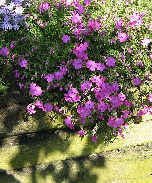 File:Phlox MacDaniel's Cushion02.JPG