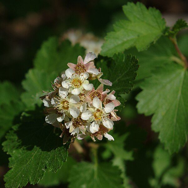 File:Physocarpus monogynus flower1.jpg