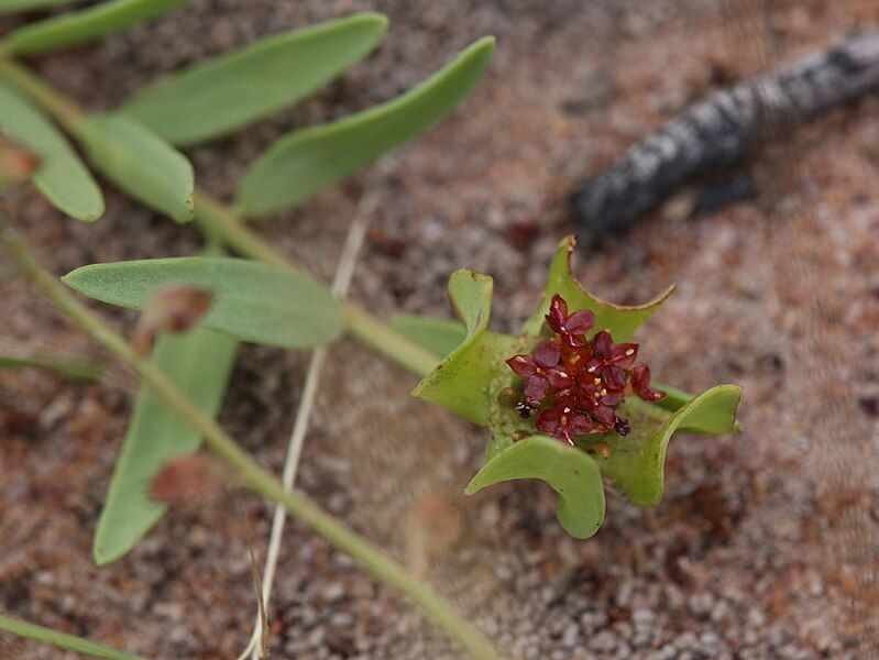 File:Pimelea sanguinea.jpg