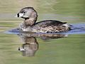 Pied-billed grebe, Podilymbus podiceps (A)